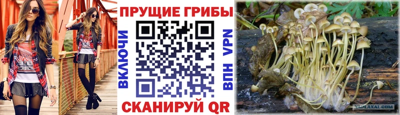 МЕГА tor  Кстово  Псилоцибиновые грибы мицелий  даркнет сайт 